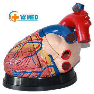 3 veces agrandado corazón humano modelo antomical órgano humano Estudio del Corazón modelo médico <span class=keywords><strong>para</strong></span> la Educación - Product Image 1