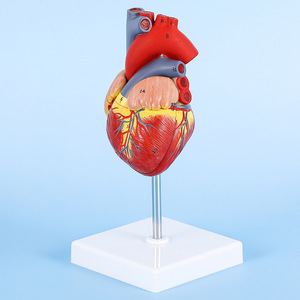 Modelo de Corazón Humano Bestcare, Anatómico y Desmontable, Escala 1:1, Ayuda Didáctica Médica con Trombosis y Vasos Sanguíneos - Product Image 2