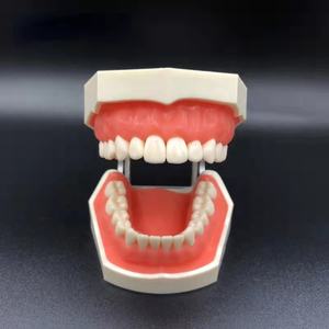 Modèle dentaire supérieur complet Sandra Dental Tw01 <span class=keywords><strong>pour</strong></span> l'enseignement des dents remplaçables - Acier inoxydable et acrylique - Product Image 4