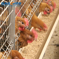 Système de cage de batterie de poulet de ponte d'oeufs de couche galvanisée automatique de type A de ferme avicole