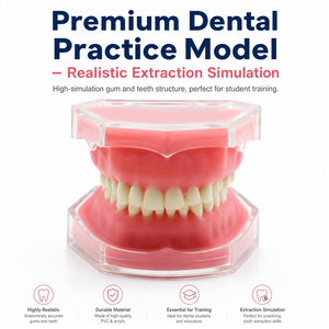 Modelo dental de fábrica con todos los dientes extraíbles, material de gel de sílice suave, modelo de dientes estándar para estudio, enseñanza y demostración dental. - Product Image 5