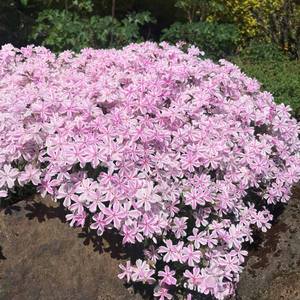 Fleurs de Phlox Vibrantes Idéales pour la Décoration de Jardins et de Pelouses, Plantes de Jardin Faciles à Cultiver - Product Image 3