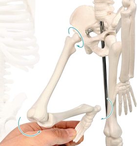 45Cm <span class=keywords><strong>Model</strong></span> Kerangka Manusia <span class=keywords><strong>Model</strong></span> Anatomi Sumber Daya Pengajaran Sains Medis - Product Image 3