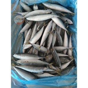Alta Qualidade Do Pacífico Cavala Nova Temporada Mar Pegar IQF Congelado WR Scomber Japonicus Peixe Atacado - Product Image 3