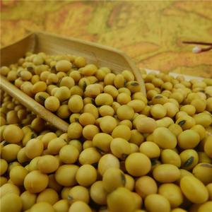 Nihewan Trung Quốc Soja Hạt Protein Cao Soyabean Hữu Cơ Đậu Nành Cho Đậu Hủ - Product Image 4