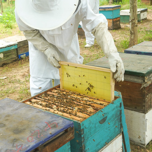 Marco de colmena de abeja de madera de tamaño profundo de la mejor calidad de la venta caliente de Witbee con hoja de base de cera de abejas - Product Image 6