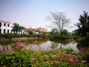 Pó de Extrato de Gardênia Natural 70% Crocetina (CAS 27876-94-4) Grau Alimentício NYTR Extração Líquido-Sólido - Product Image 6