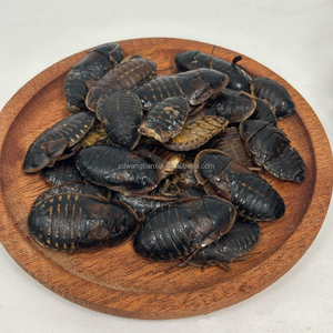 Blattus dubia frais emballés sous vide, prêts à <span class=keywords><strong>manger</strong></span>, nourriture pour reptiles, insectes - Product Image 5