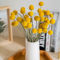 Natürliche konservierte Blumen Großhandel natürliche Pflanze Hochzeit Innendekoration Golden Ball Craspedia Globosa für Wohnkultur