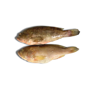 Mero entero congelado IQF más vendido, mariscos frescos de Vietnam, precio competitivo, envasado al vacío, envasado a granel, 24 meses de vida útil - Product Image 1