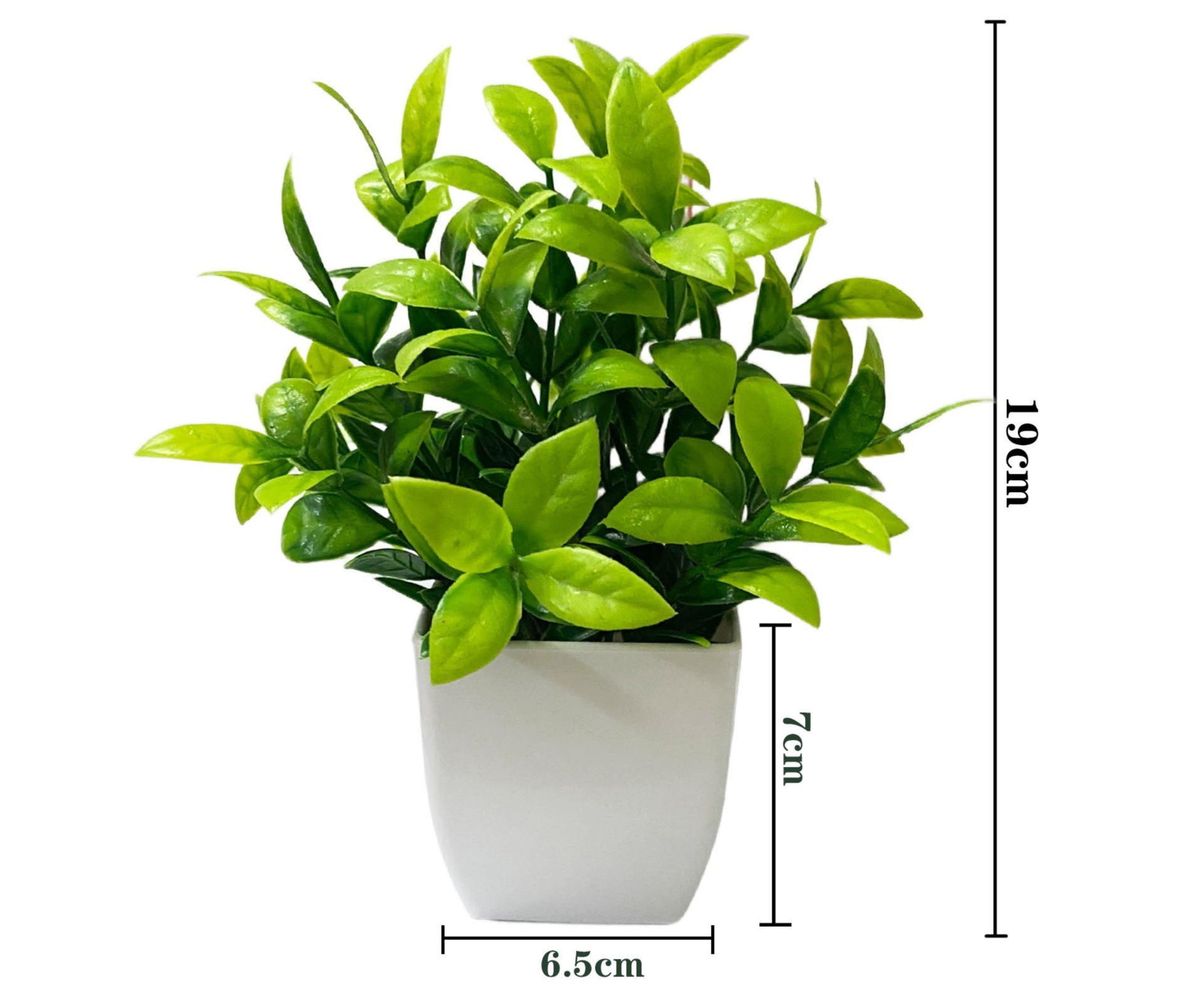 River-crossing dragon potted plant green