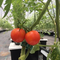 Seau hydroponique néerlandais Bato de 11 L avec couvercle multi-trous à siphon coudé pour irrigation recirculante pour la culture de tomates