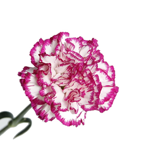 Girofle bicolore violet avec bordure blanche (Purple Beauty) |   Dianthus Caryophyllus en gros provenant du Yunnan, Chine - Product Image 2