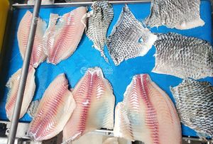 Máquina peladora y peladora automática de calamar, Bream, lubina, salmón, <span class=keywords><strong>pez</strong></span> <span class=keywords><strong>espada</strong></span>, Marlin - Product Image 4