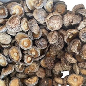 Seta de <span class=keywords><strong>shiitake</strong></span> seca al por mayor, producto nuevo chino - Product Image 2