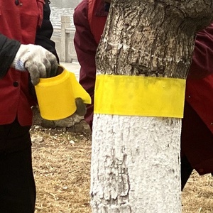 חקלאות רול דבק מלכודת 30cm * 100m או 15cm * 100m - Product Image 5