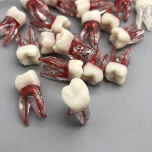 Modèle d'entraînement endodontique avec couronne blanche, nerf rouge, racine naturelle, modèle de pratique endodontique, cavité pulpaire, modèle dentaire d'entraînement endodontique - Product Image 6