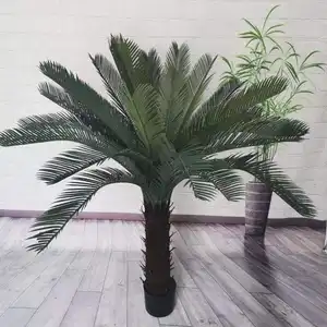 Cycas palmeira planta cycas revoluta preço cycas revoluta para venda