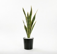 Plante en pot 'Tongue of the Mother-in-law' pour intérieur, purificateur d'air, faible entretien, décoration pour la maison, le bureau, le jardin, verdure, feuillage ornemental