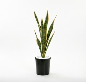 Planta en maceta 'Mother in Law Tongue' purificadora <span class=keywords><strong>de</strong></span> aire para interiores, <span class=keywords><strong>de</strong></span> bajo mantenimiento, decoración para el hogar, oficina, jardín, follaje ornamental. - Product Image 2