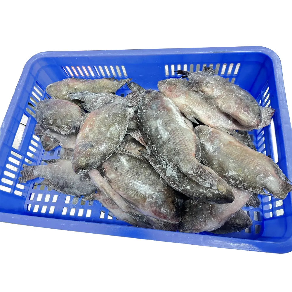 China Exporteur ganze Runde gefrorener Tilapia Fisch iqf iwp ganze Runde wr alle Größe gefrorener Fisch Tilapia Fisch