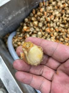Competitivo esportatore di carne di capesante congelato e importatore di frutti di mare cozza senza guscio di molluschi prodotto - Product Image 4