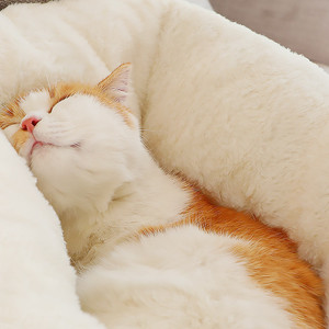Cálido y esponjoso con forma de oreja cama para gatos lavable suave Linda cama corta para gatos de felpa - Product Image 4