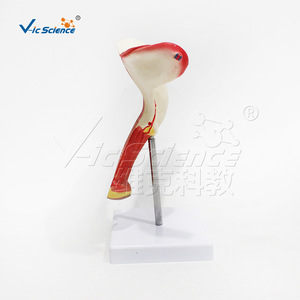 Modèle de l'utérus du système reproducteur féminin, en PVC haute précision, avec des étiquettes numériques correspondant aux noms des organes. - Product Image 2