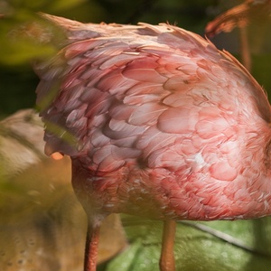 Bluelizard-Oiseau décoration de Parc Avec plume Flamingo Land Utilisant Animatronique En Mouvement Flamant modèles - Product Image 3