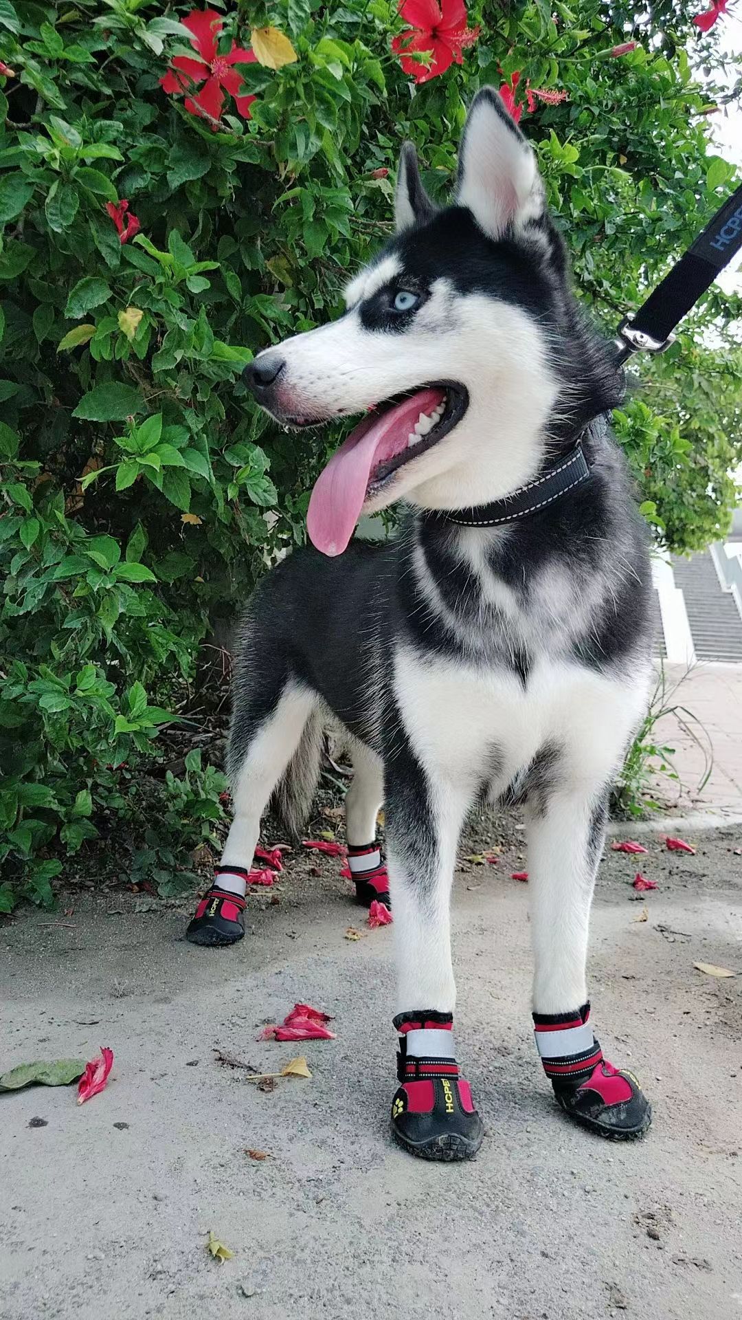 Fashion Pet Shoes Wholesale Waterproof Breathable Lightweight Dog Shoes Night Reflective Safety Travel Dog Boots