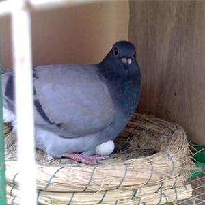 2024 mới nóng bán thuận tiện số lượng lớn tổng hợp nhựa chim Trứng chim bồ câu Trứng chim Hoàng Yến - Product Image 3