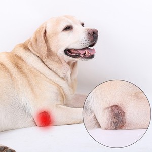 Supporto <span class=keywords><strong>rotula</strong></span> per ginocchiera per cani Premium per riabilitazione da dislocazione delle articolazioni dei legamenti e protezione dagli infortuni per cani - Product Image 2