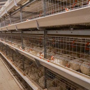Equipo de granja de cría de pollos de engorde, sistema de alimentación de pollos de engorde para granja avícola tipo H, jaula de pollos de engorde de alimentación automática - Product Image 4