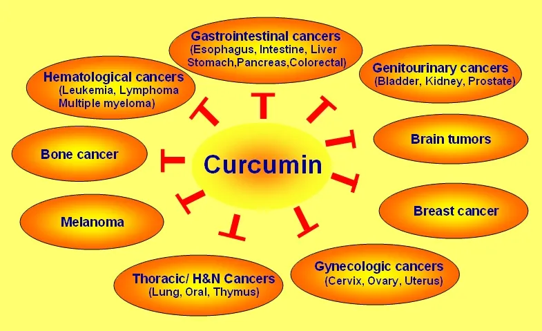 शुद्ध हल्दी curcuma longa निकालने कार्बनिक curcumin पाउडर हल्दी रूट निकालें bioperine के साथ 95% -10:1curcuminoids