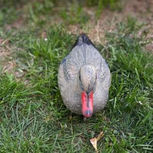 Décoy <span class=keywords><strong>de</strong></span> canard en plastique réaliste, pratique, flottant, pour la <span class=keywords><strong>chasse</strong></span>, la décoration <span class=keywords><strong>de</strong></span> jardin, piscine, étang, cour, lac - Product Image 4