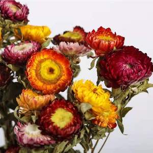 Fleur de pampa séchée naturelle (<span class=keywords><strong>Helichrysum</strong></span> <span class=keywords><strong>Bracteatum</strong></span>), marguerite éternelle multicolore pour arrangements floraux de maison et de mariage - Product Image 5