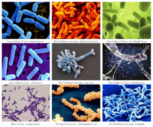 Polvere di Probiotici Liofilizzati 10 Miliardi di CFU/G Miscela di Batteri Lattici in Polvere - Product Image 4