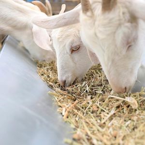 Comedero de Heno para Caballos y Cabras, Desmontable, de Gran Capacidad, Comedero de Heno Metálico Profundo para Ganado - Product Image 5