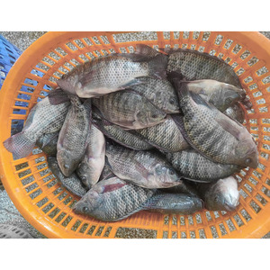Tilapia Negra Congelada para Acuicultura, Cría <span class=keywords><strong>de</strong></span> Tilapia, Tilapia Entera Redonda para el Mercado - Product Image 1