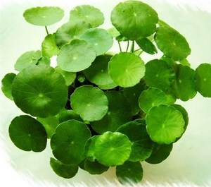 Extrato de Centella Asiatica de Alta Pureza 10:1/20:1 Pó de Extrato de <span class=keywords><strong>Gotu</strong></span> <span class=keywords><strong>Kola</strong></span> |   Preço Direto de Fábrica | - Product Image 2