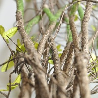 Enredaderas Artificiales de Plástico Marrón al por Mayor, Ramas Secas para Colgar en la Pared, Tacto Real, Ecológicas, Resistentes a los Rayos UV, 90cm