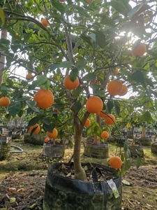 Hokbg Tùy Chỉnh Kích Thước Đầy Đủ Có Thể Tái Chế Nhựa Vải Hạt Giống Trồng Túi Phát Triển Túi Cây Vườn Ươm Nhựa Nhà Máy Túi Cho Cam - Product Image 4