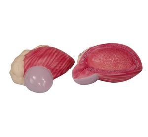 Kích Thước Cuộc Sống Mô Hình Mở Rộng Của Bàng Quang Tiết Niệu - Product Image 2