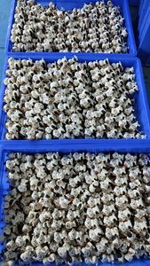 Venta al por mayor lindo pequeño gato juguetes PVC figuras de plástico pequeña figura de Vinilo Suave moldeado por inyección figura personalizada - Product Image 6