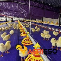 Équipement d'alimentation pour élevages avec système de mangeoires de précision pour l'aménagement moderne des poulaillers