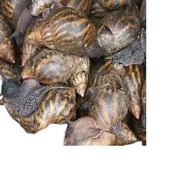 Top Healthy Dried / Fresh/ Frozen Snails and Giant Snails For Export Available Now