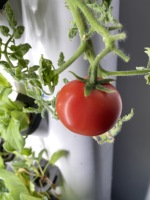 2026 Eerste Release Slim Verticaal Teeltsysteem Thuis Hydroponisch Tuinieren Voedingsoplossing Recycling Verticale Planten