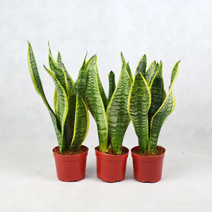 Planta de Orquídea Tigre Natural, Real y Viva, Venta al por Mayor de Fábrica, Bonsái, Planta Serpiente Verde Amarilla, Decoración para Interiores, Hogar y Oficina - Product Image 1