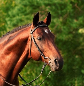 Nhiệm Vụ Nặng Nề Thép Không Gỉ <span class=keywords><strong>Snaffle</strong></span> <span class=keywords><strong>Bit</strong></span> Horse Nhẫn Rỗng Khớp Miệng Lỏng <span class=keywords><strong>O</strong></span> <span class=keywords><strong>Ring</strong></span> Horse <span class=keywords><strong>Bit</strong></span> Cho Cưỡi Ngựa Nguồn Cung Cấp - Product Image 4