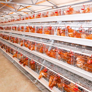 Jaula Automática Galvanizada para Pollos, Jaula para Gallos, Equipo Avícola, Cría de Pollos para Granjas Avícolas, Gran Venta - Product Image 6